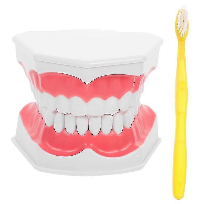 1pcs Teeth Teaching Model