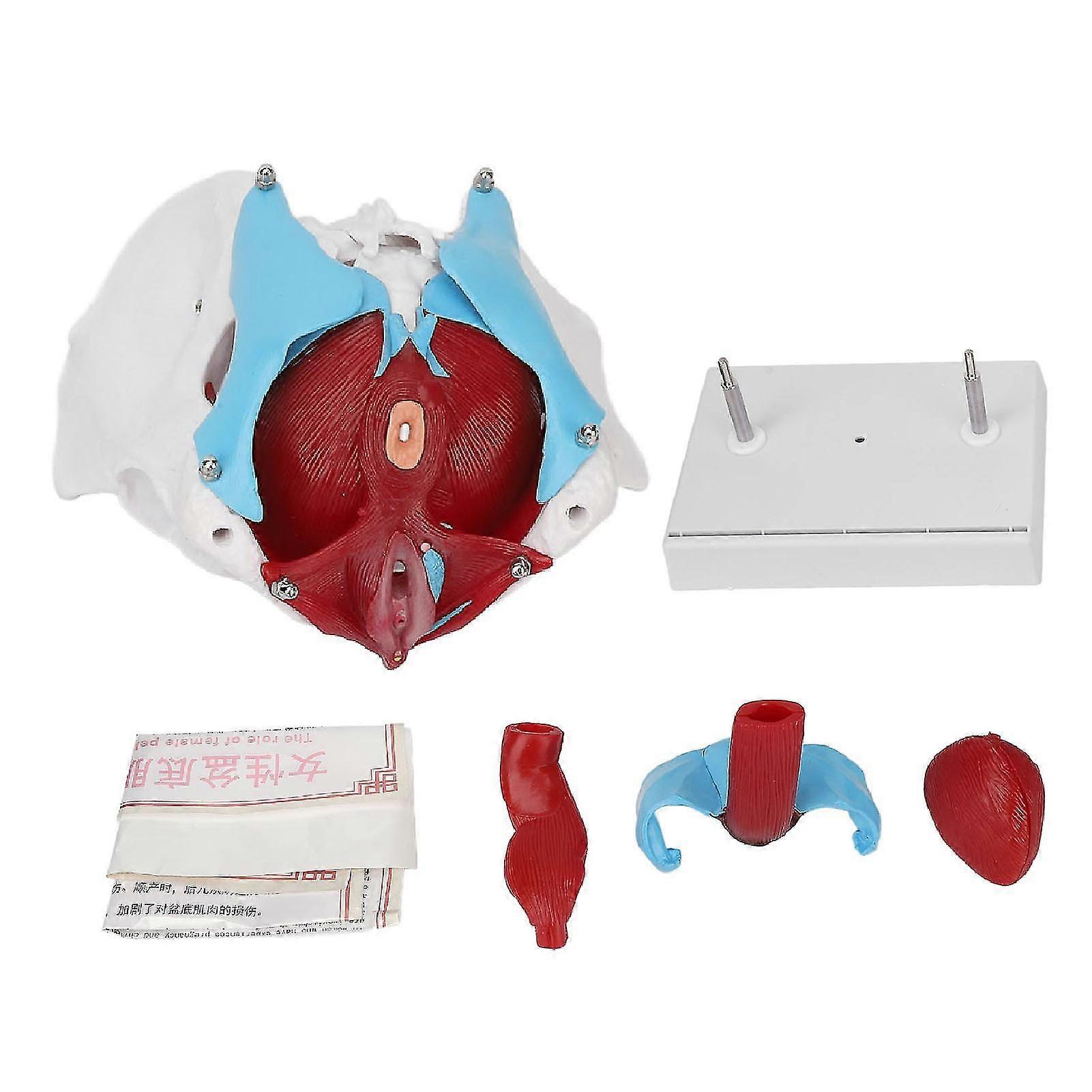 Pelvic Floor Model for Midwifery Teaching