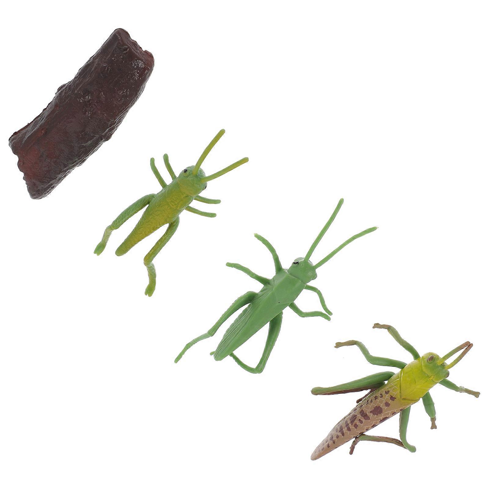 Simulation Model Insect Growth Model Locust Display with 1Set for Teaching