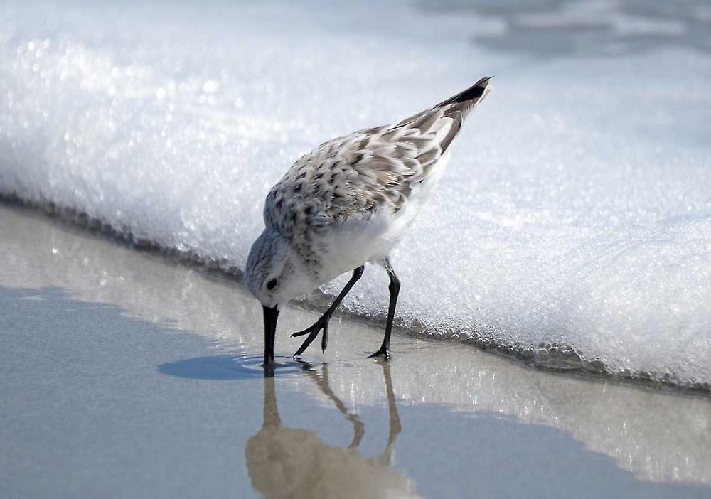 Sandpiper I Poster