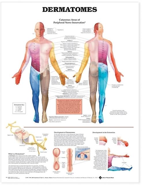 Dermatomes Anatomical Chart Wallchart Book
