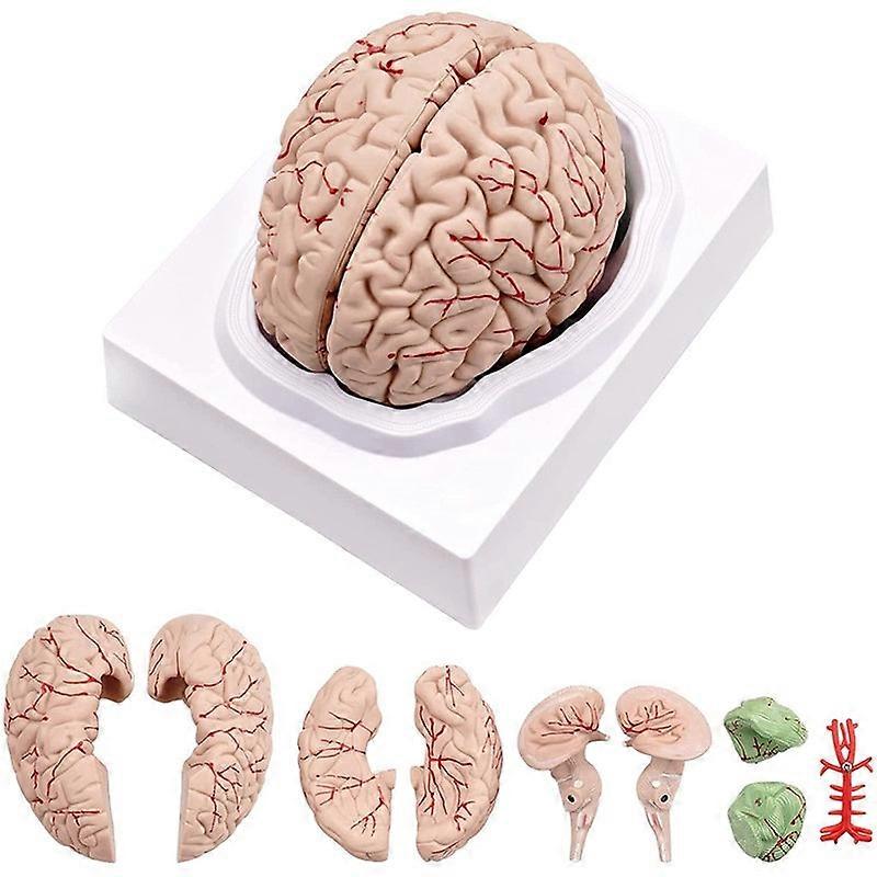 Brain,life Size Human Brain Anatomy Model With Base, For Science Classroom Study & Teaching Display B