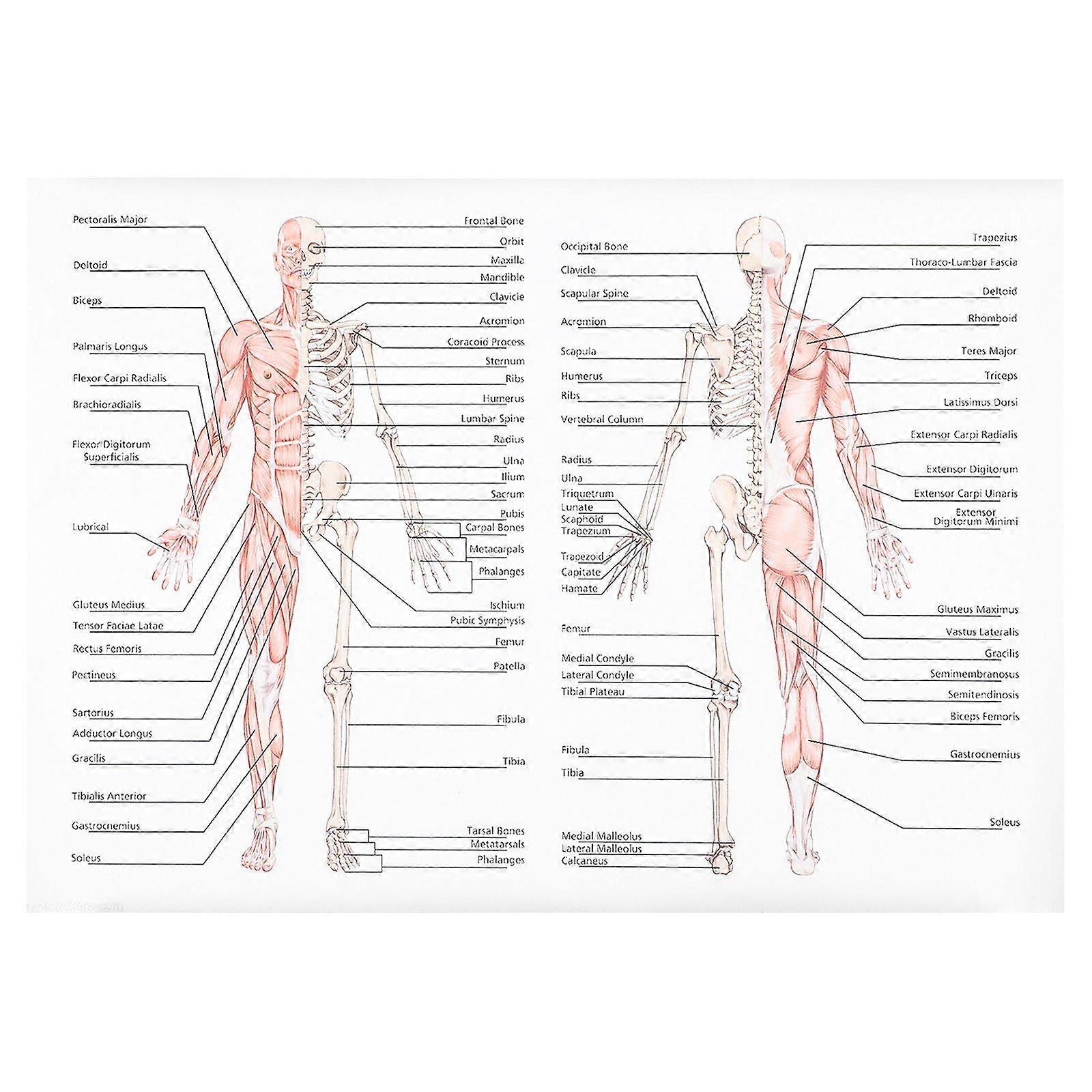 1pc Anatomie umană Poster scheletice musculare Predarea Imagine Anatomie Pictura