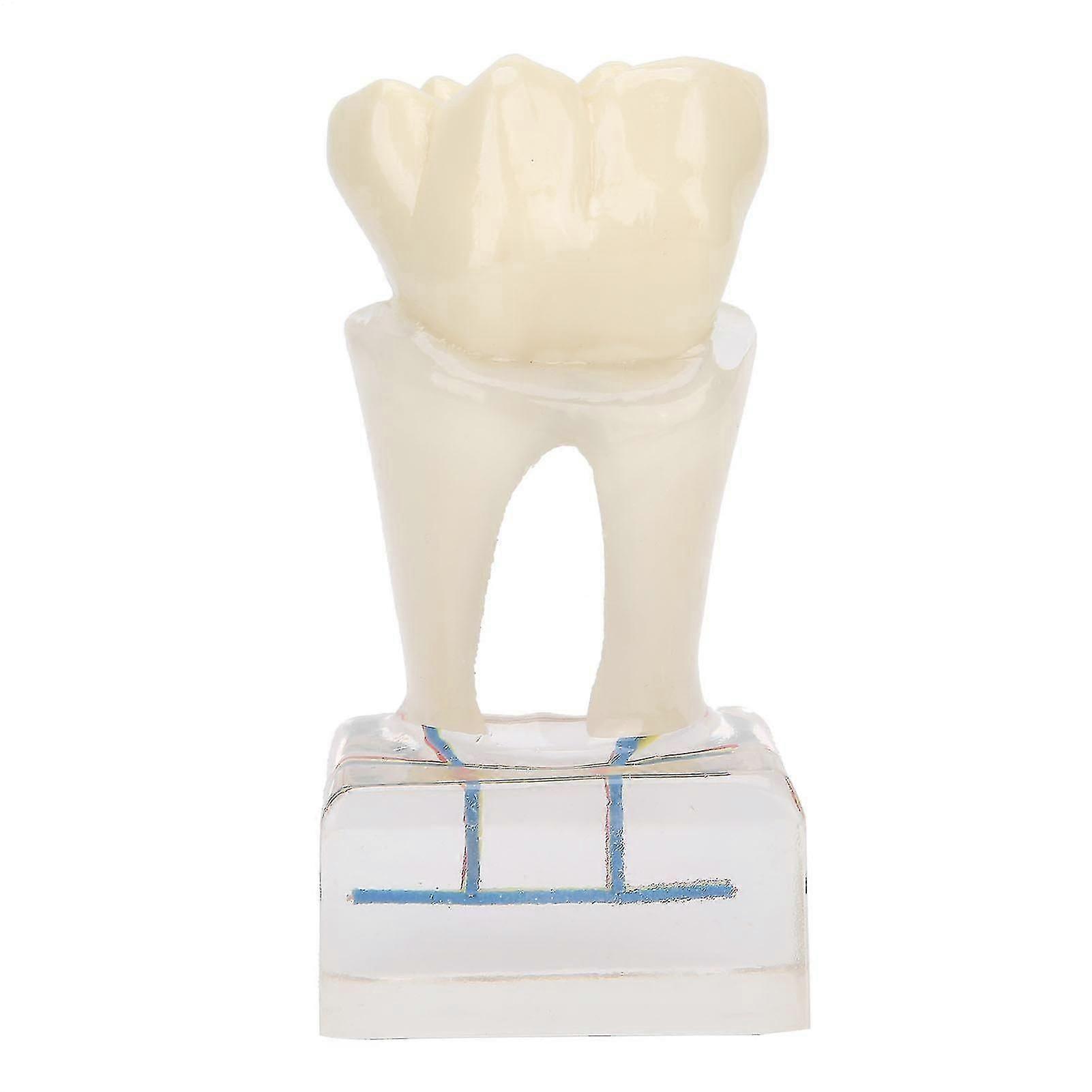 Professional Dental Nerve Model Demonstration Teeth Model For Dental Teaching Study