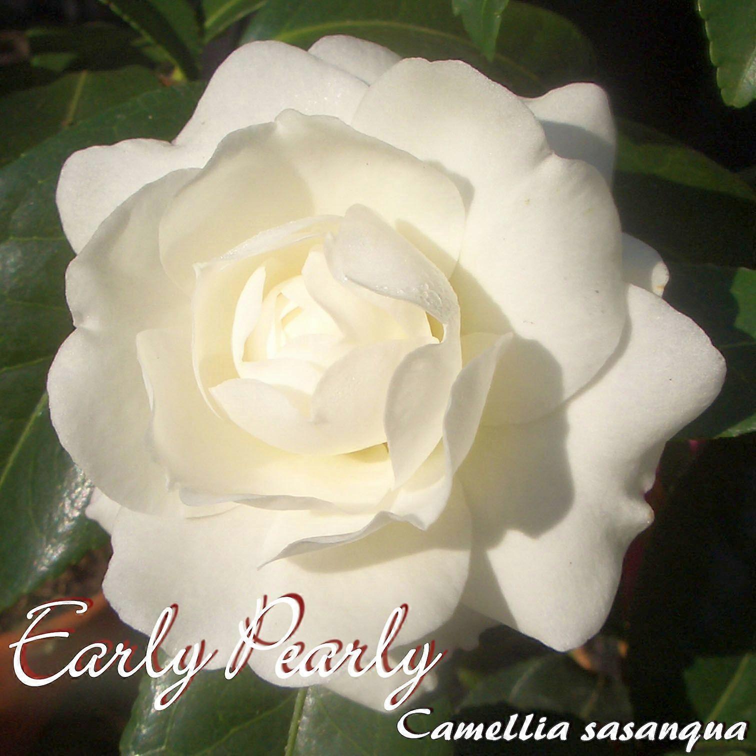 Kamelie "Early Pearly" - Camellia sasanqua - 3-jährige Pflanze (262)