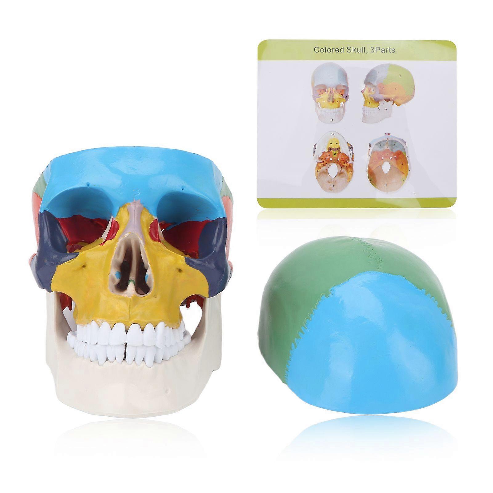 Colored Skull Model School Detachable Anatomy Human Skull Model for Teaching Learning Course