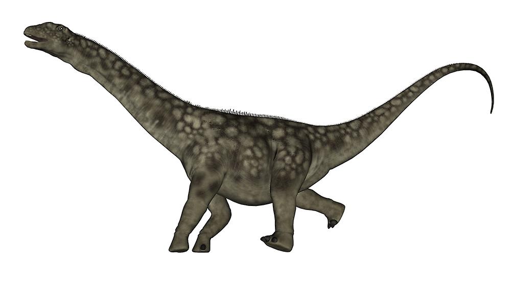Argentinosaurus dinosaur isolated on white background. Poster