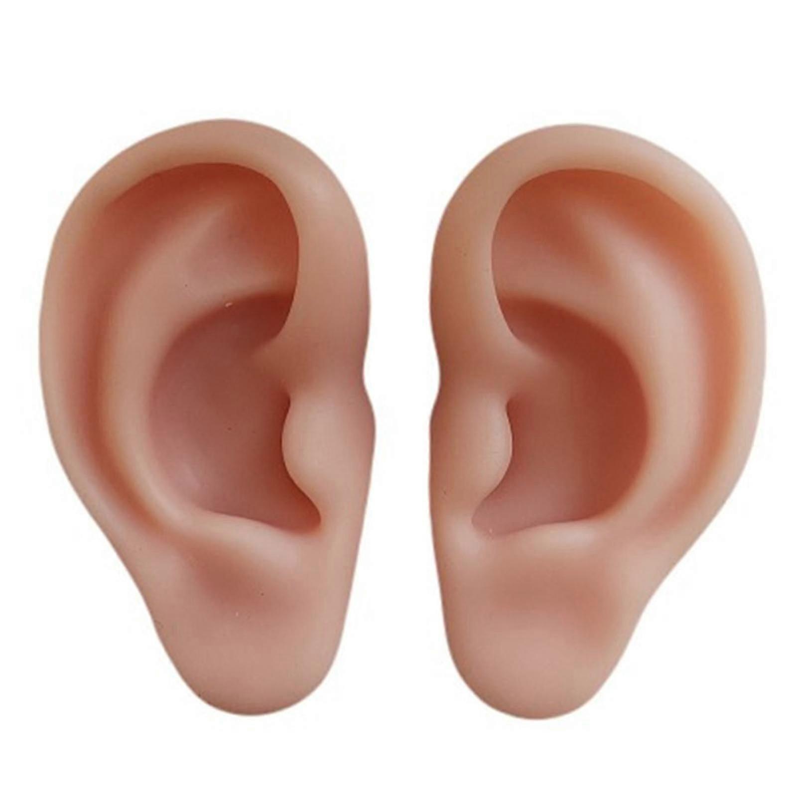 Soft Silicone! Ear Model, 1:1 Ear Highly Simulated For Practicing Demonstration Teaching Prop Suturing Tool