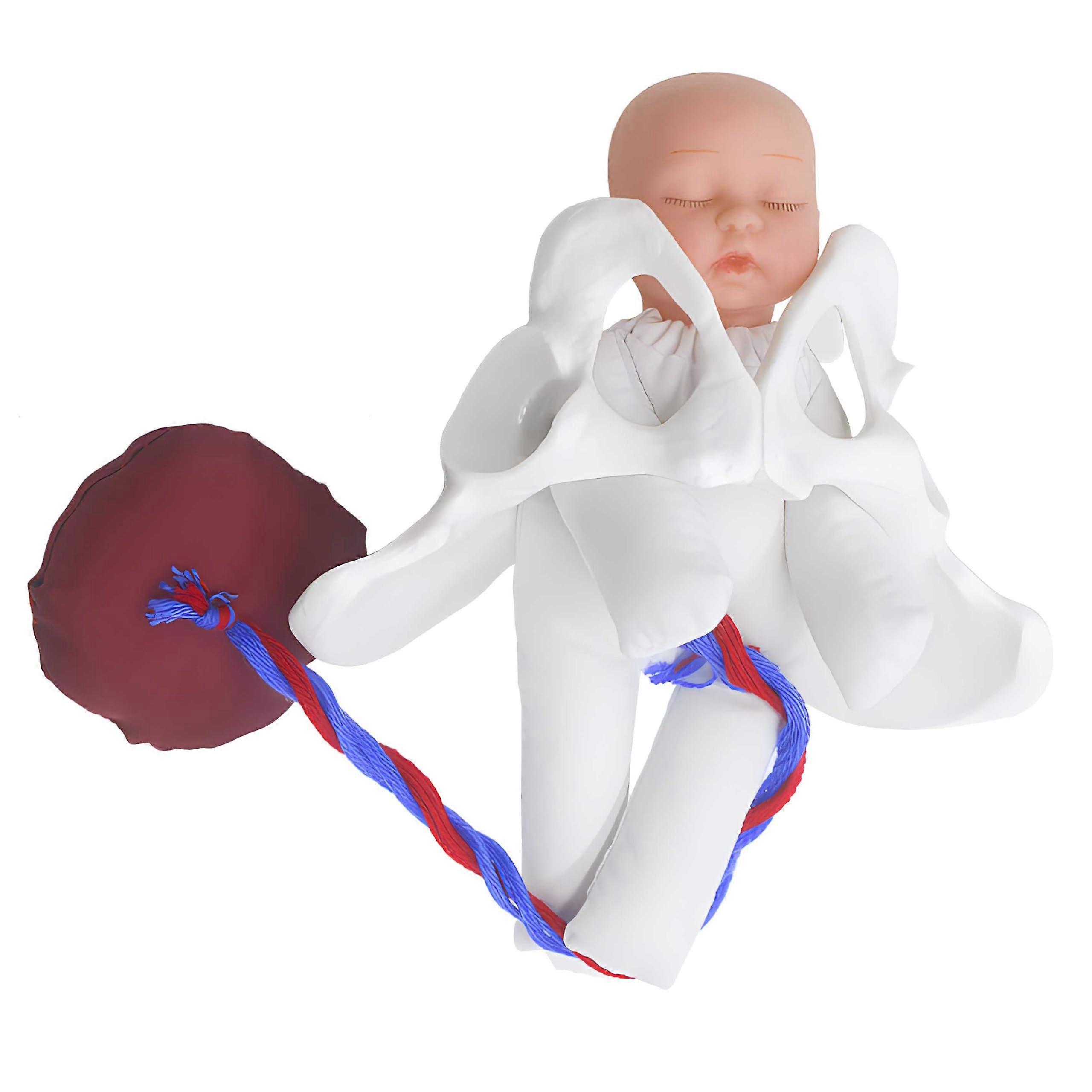 Obstetric Model Midwife Training Model with Pelvic Floor Baby Model for Medical Education and Simulation Training