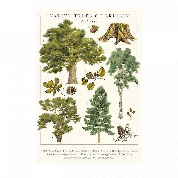 Tall Boy Prints Native Trees of Britain Print