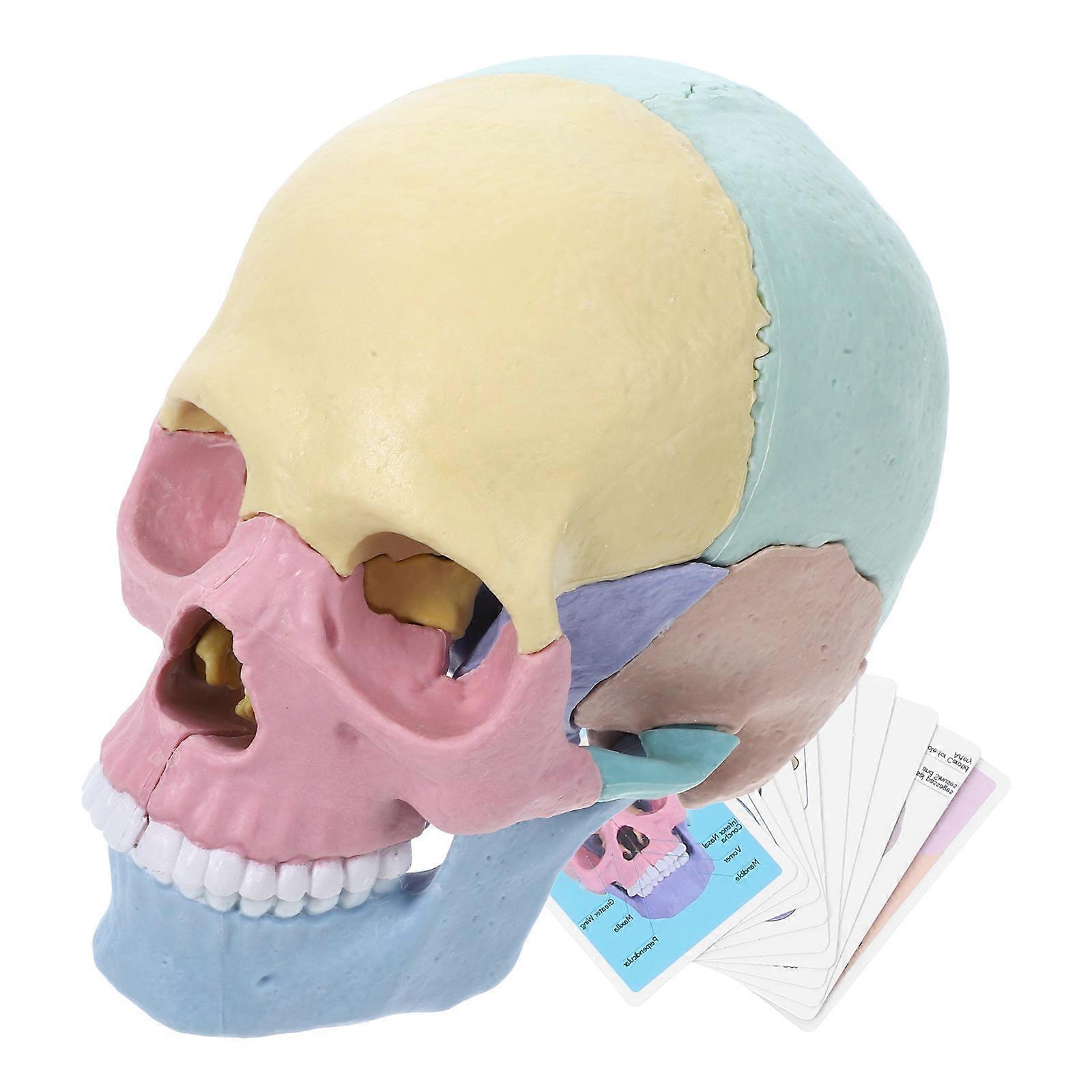 4D Human Skull Model for Teaching Use with 2Pcs Detachable Assembly Set