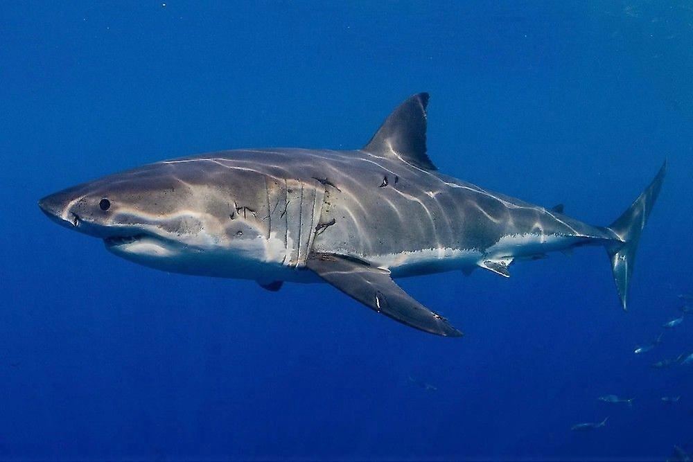 Puzzle SHARK GU206