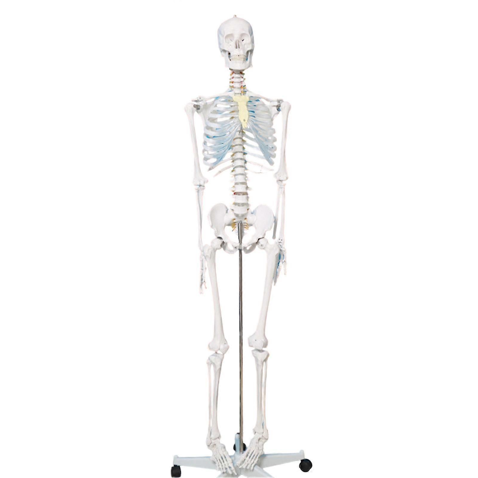 Life Size 176cm Human Skeleton Model Anatomical Human Bone Model With Holder For Science Labs And Classroom Teaching
