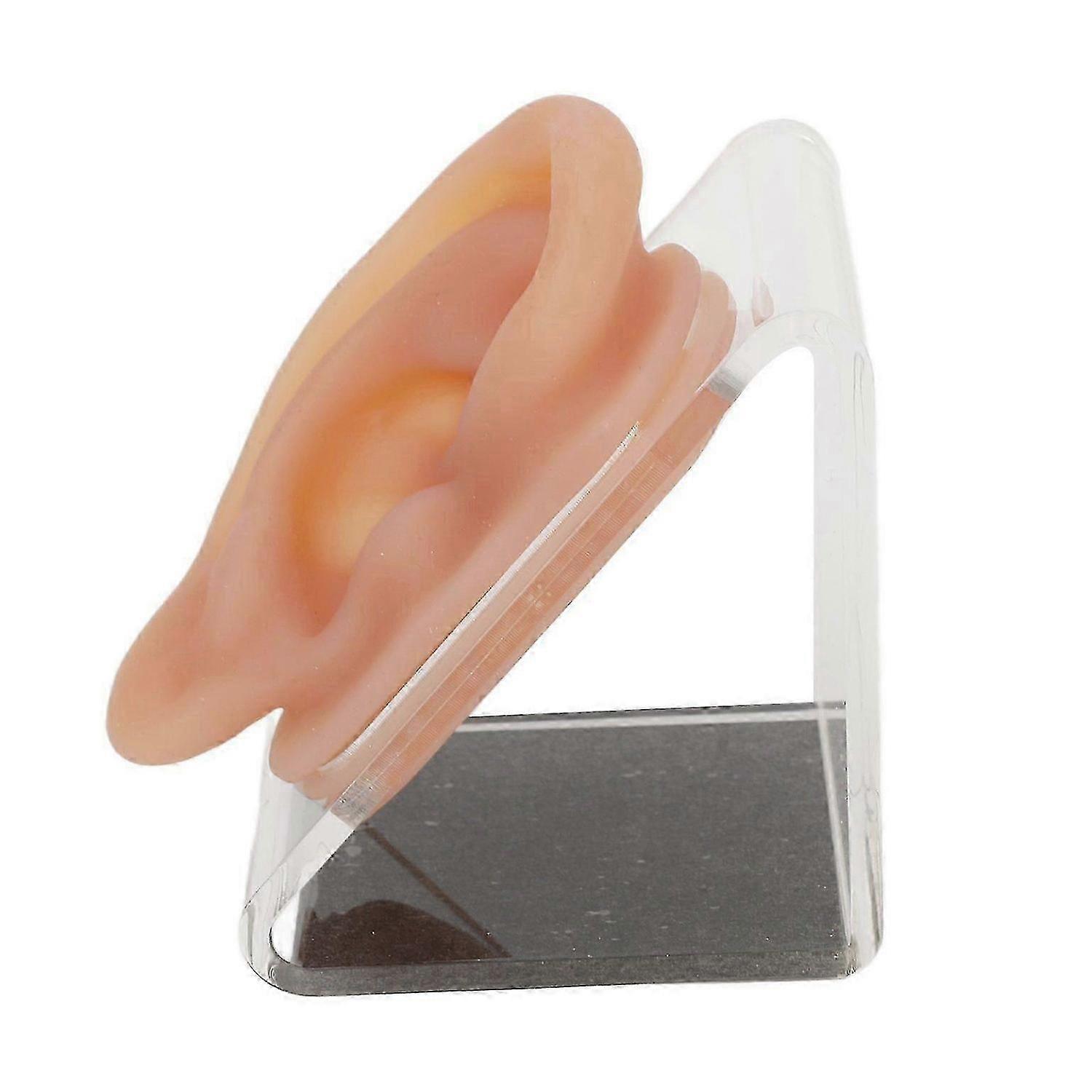 Silicone Ear Model for Display and Practice
