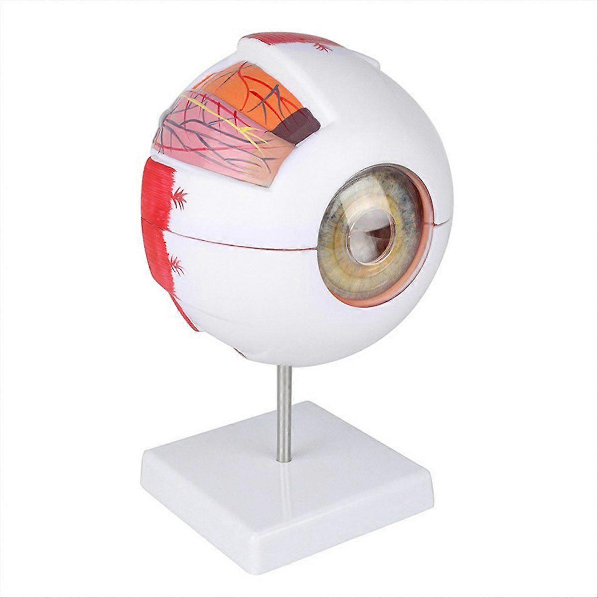 Anatomical Eye Model Eyeball Eyelid Model Disassemble