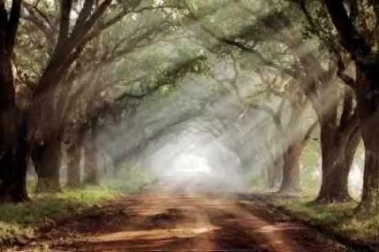 Evergreen Plantation Poster