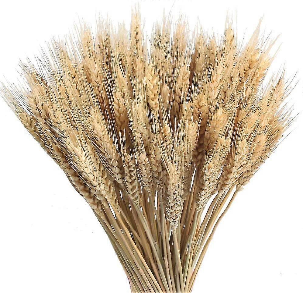 100pcs bouquets de blé séché naturel pour la décoration de la maison
