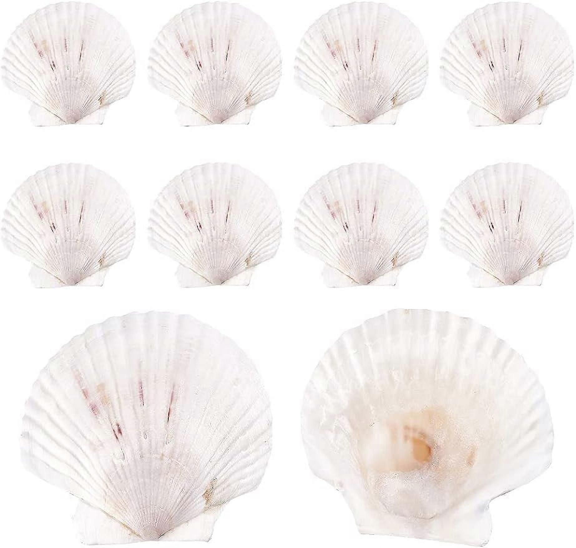 10pcs Large Scallop Shells White Seashells Beads for Beach Party Decor Home Decor