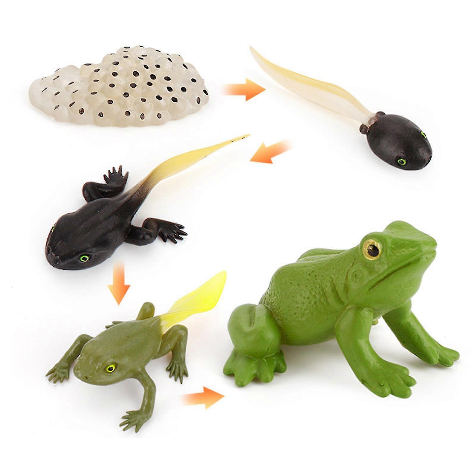 Simulation Animal Toys Solid Turtle Chick Frog Growth Teaching Aid Hand-Made