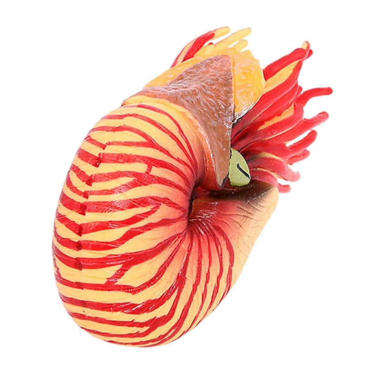 Nautilus Shell Ornament Plastic Sea Animal Model Simulation Toy 3D Display Decor