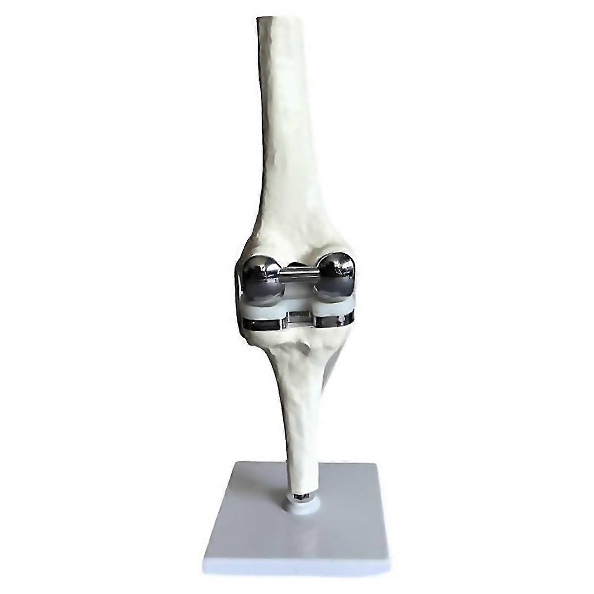 For Knee Joint Model Simulation