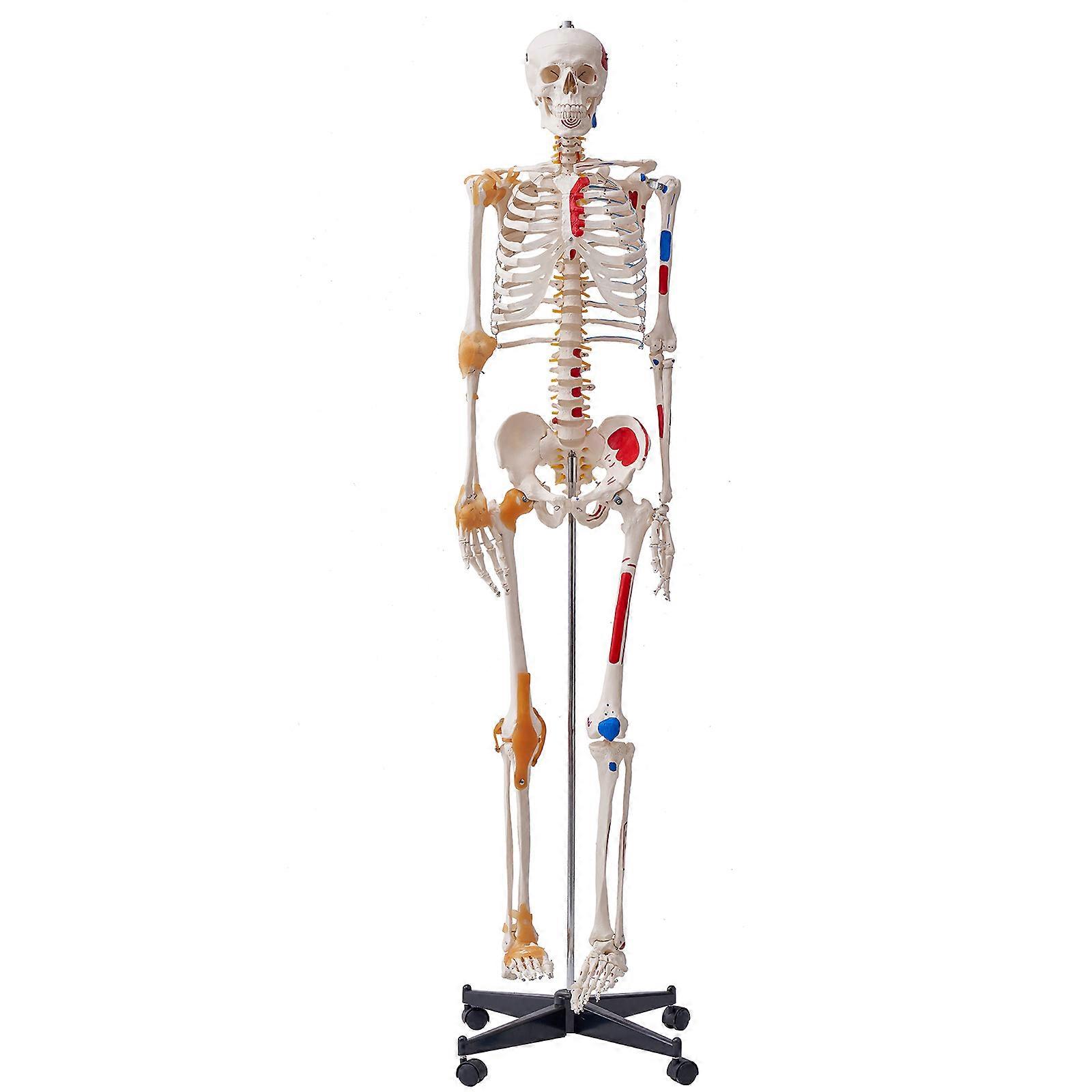 Human Skeleton Model for Anatomy, 71.65" Life Size,for Professional Teaching
