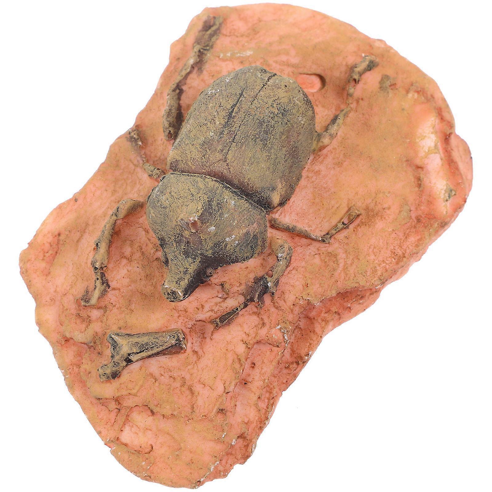 Insect Specimen for Teaching 3Pcs Paleontological Ornament