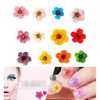 Dried Flowers for Nail Manicure Supplies Featuring 1 Box Colorful Nail Tips
