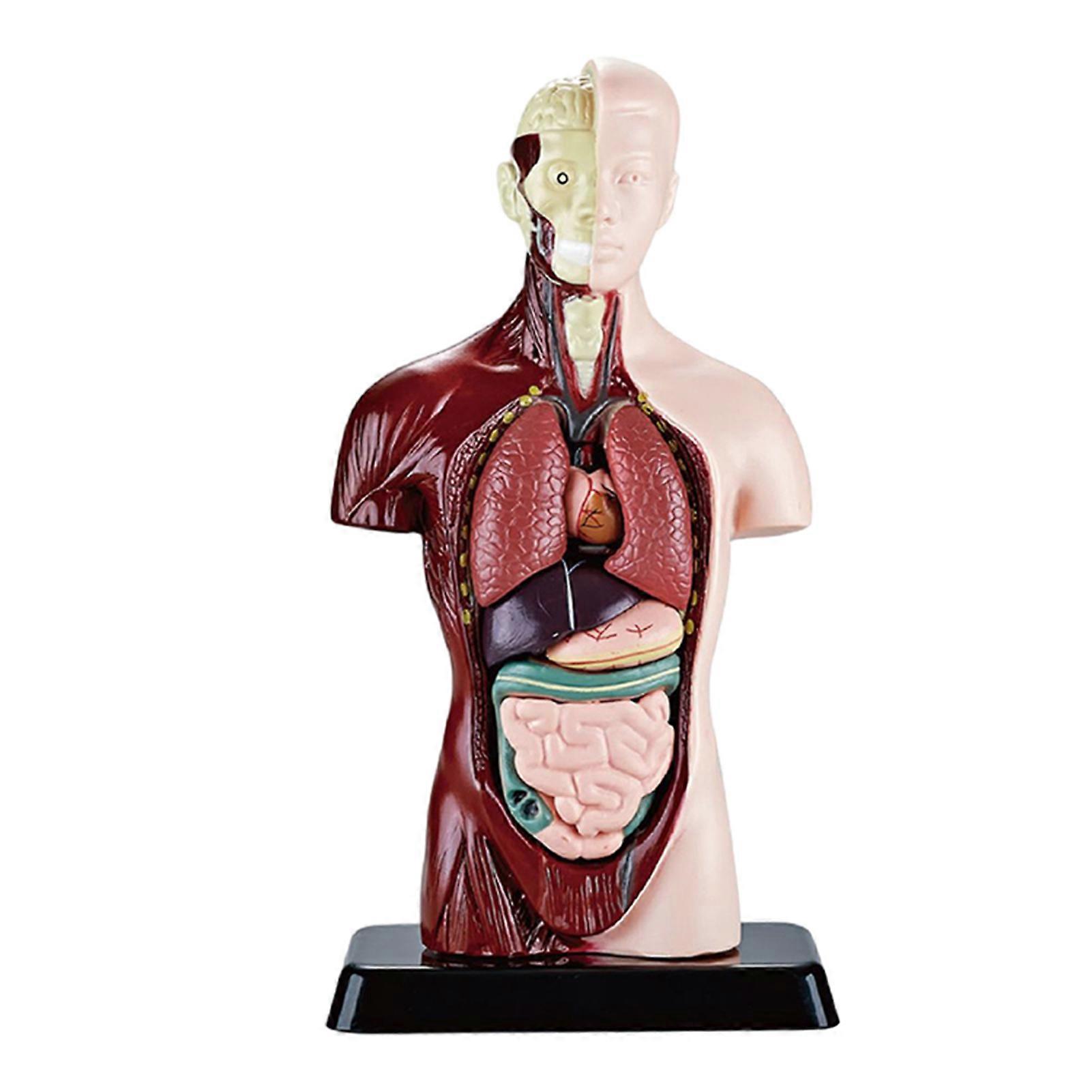 Human Body Model with Removable Organs Small Early Education Toys for Student Kids Adults