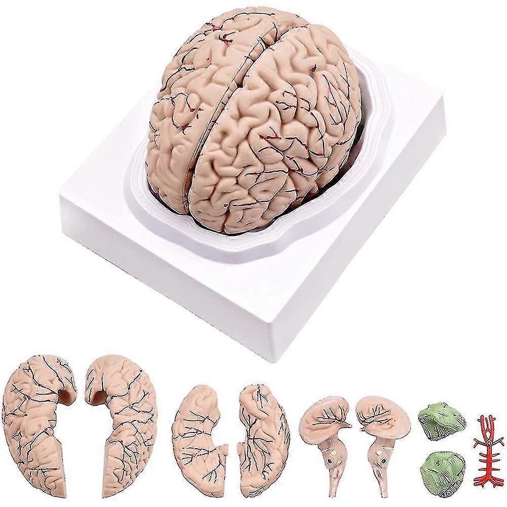 Human Brain,life Size Human Brain Anatomy Model With Display Base, For Science Classroom Study & Te