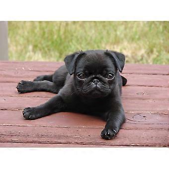 PUG-Puzzles TD926