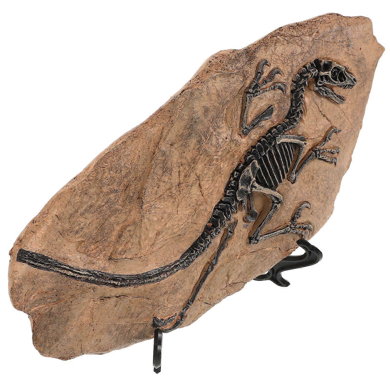 1 Set of Dinosaur Fossil Decorations Dinosaur Specimen Simulated Dinosaur Fossil Ornament