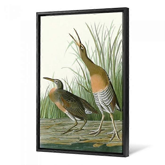 John James Audubon Salt Water Marsh Hen Framed Poster