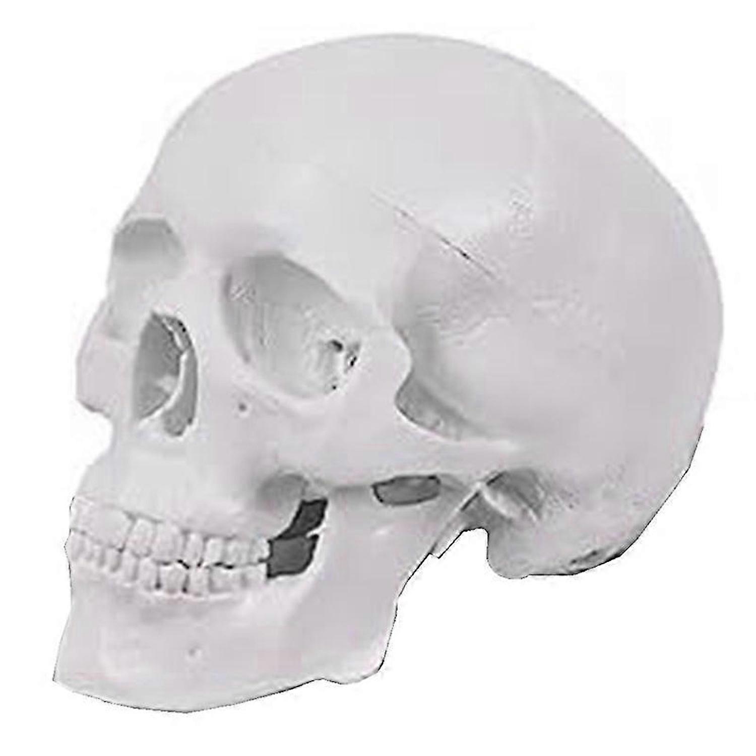 Mini Human Skull Model, 3 Parts Anatomical Skull Model with Removable Skull Cap and Articulated Mand