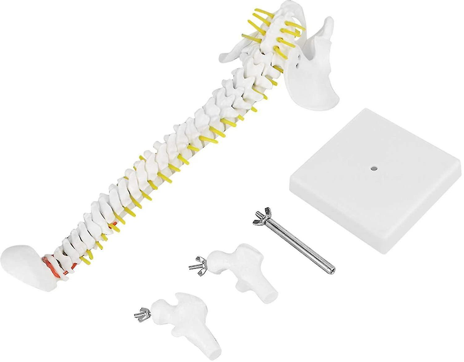 Anatomisches Wirbelsäulenmodell Mit Becken – Flexibel, 45 Cm Hoch, Aus PVC, Für Medizinstudenten & Therapeuten
