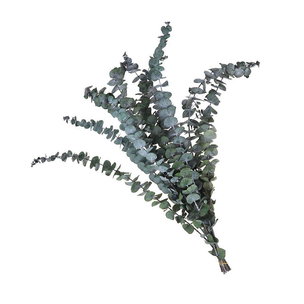 Green Eucalyptus Stems Home Adornment Desktop Decoration Dried Plants PP 45-60cm 10Pcs