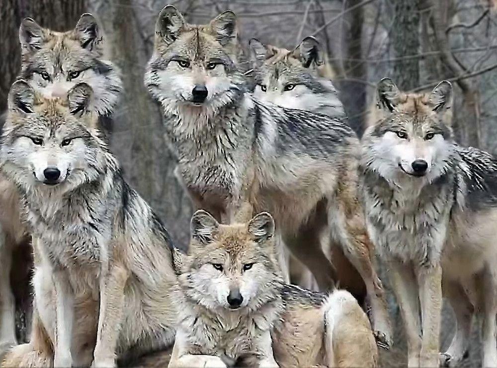 Quebra-cabeças LOBO LOBOS TD364