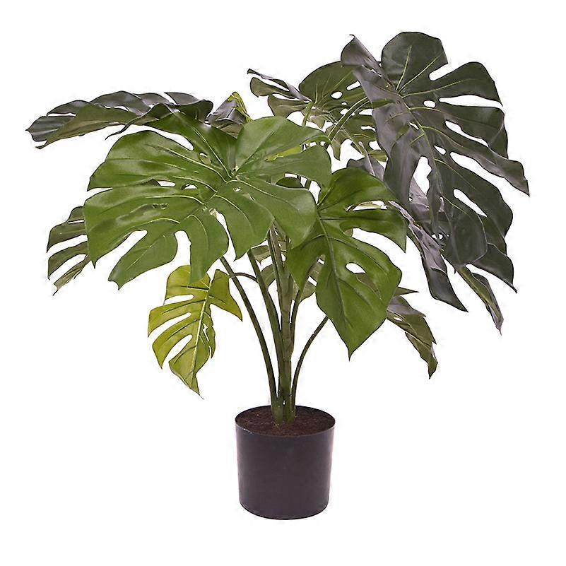 Monstera plant (80 cm)