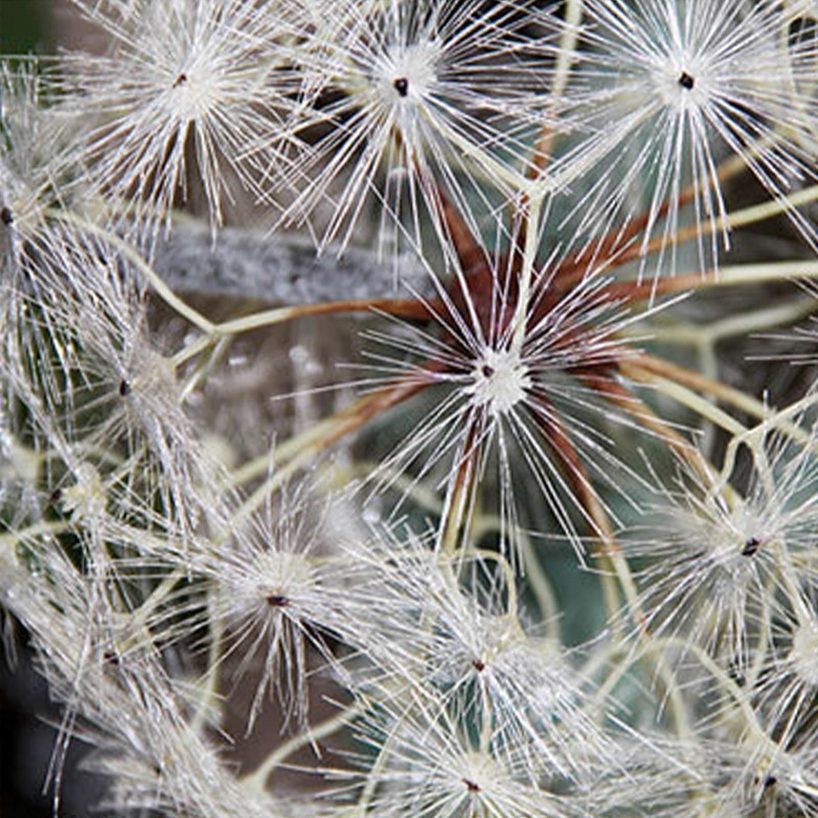 Τεχνητή πικραλίδα λουλούδια, πικραλίδα τεχνητά λουλούδια φυτά, faux πικραλίδα λουλούδια διακόσμηση