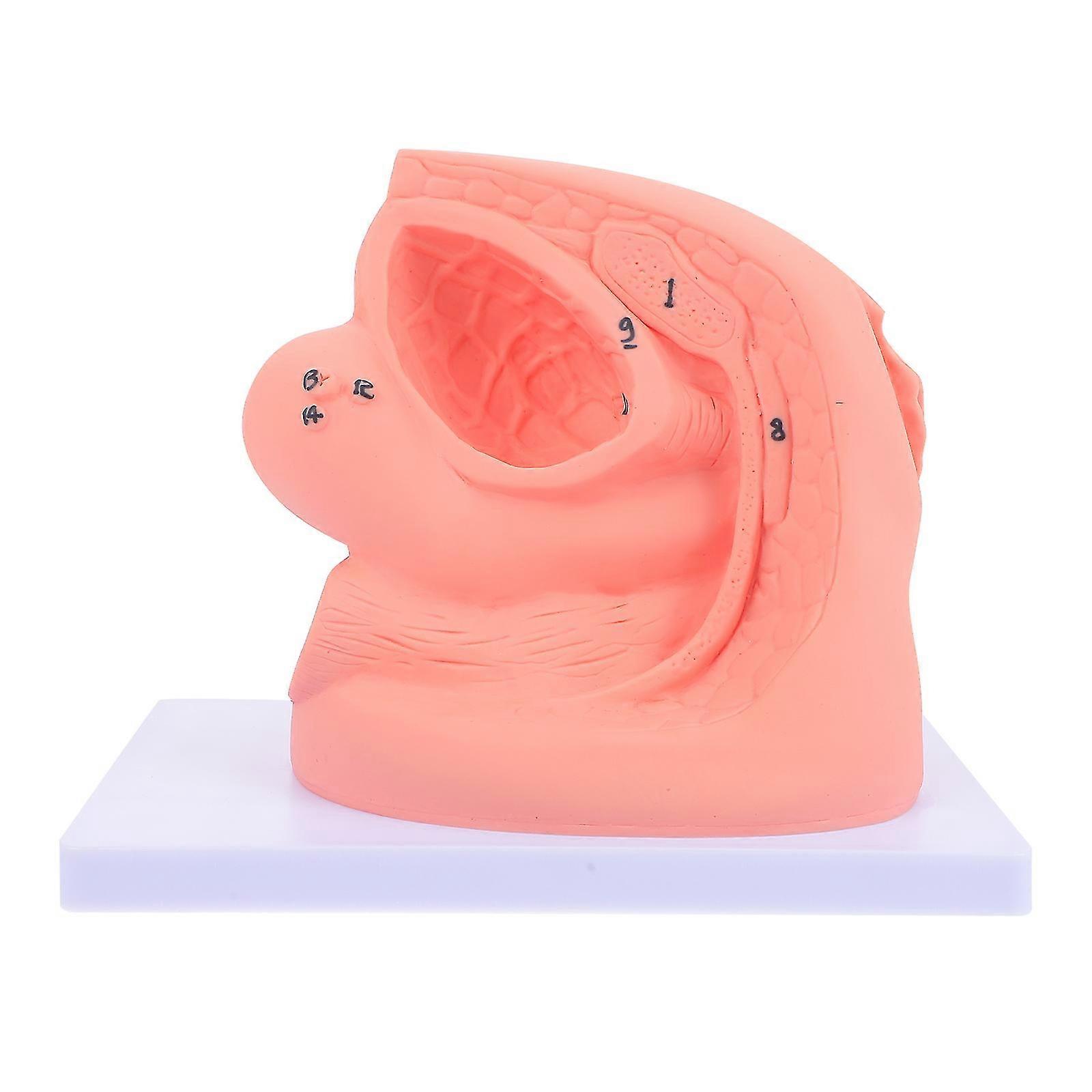 1pc Simple Female Catheterization Model Display Women Catheterization Model