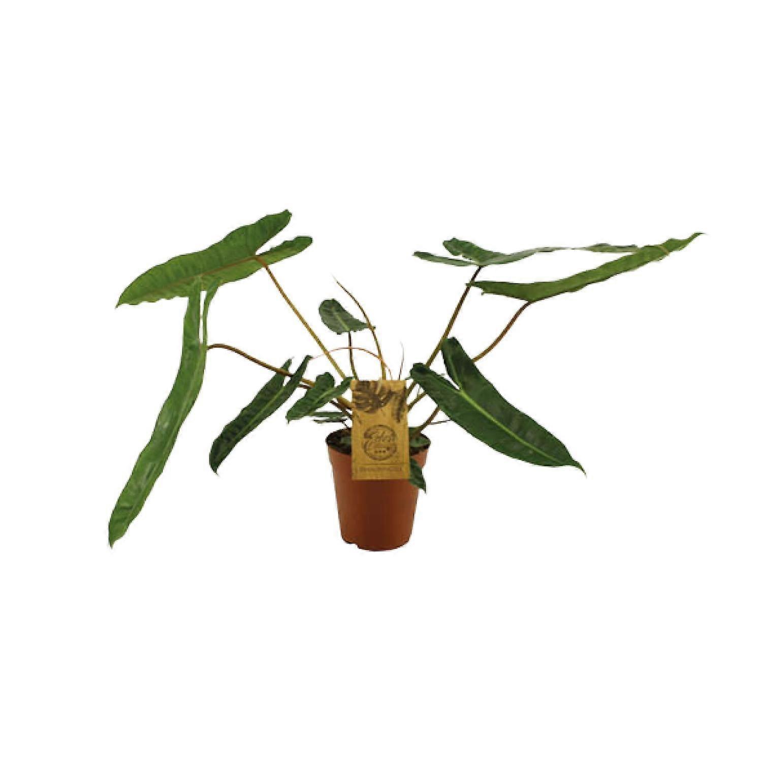 Philodendron Billetiae - 40-50cm - Ø15cm