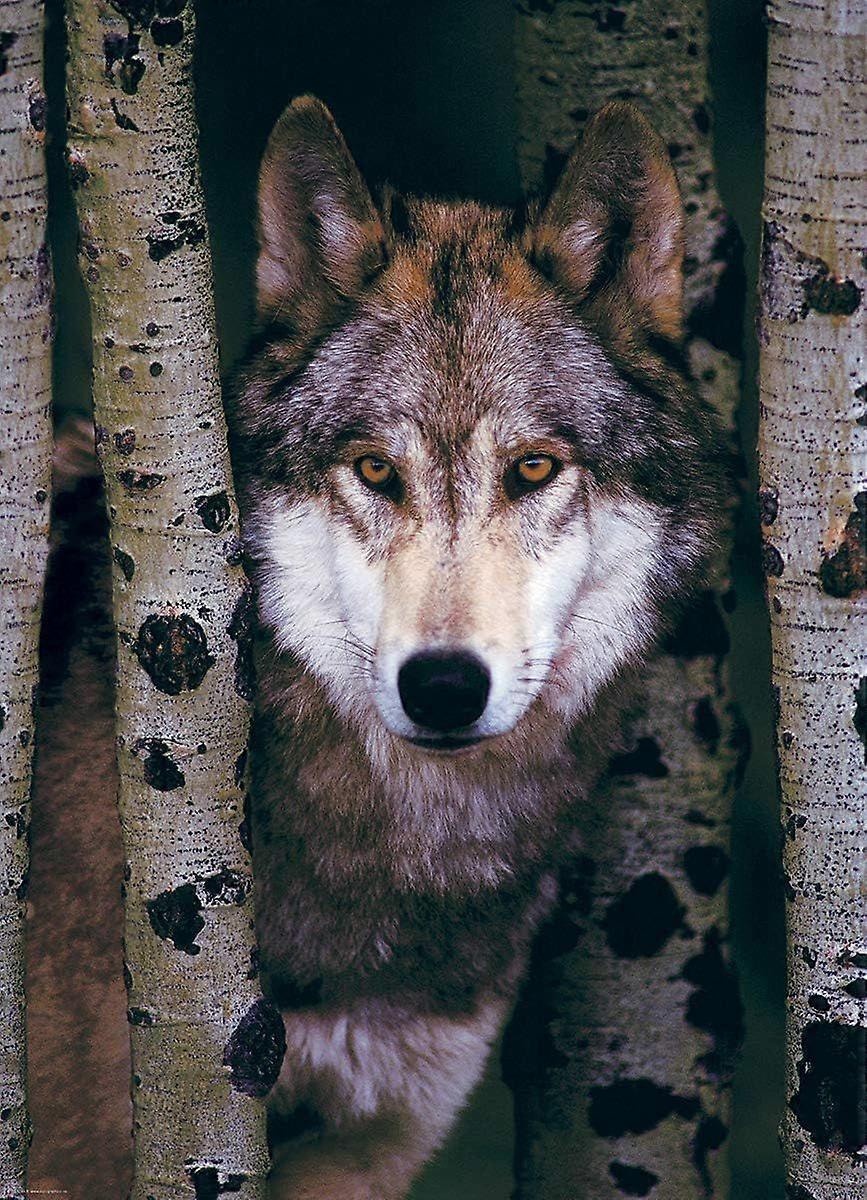 Gray Wolf 1000 Peça Puzzle