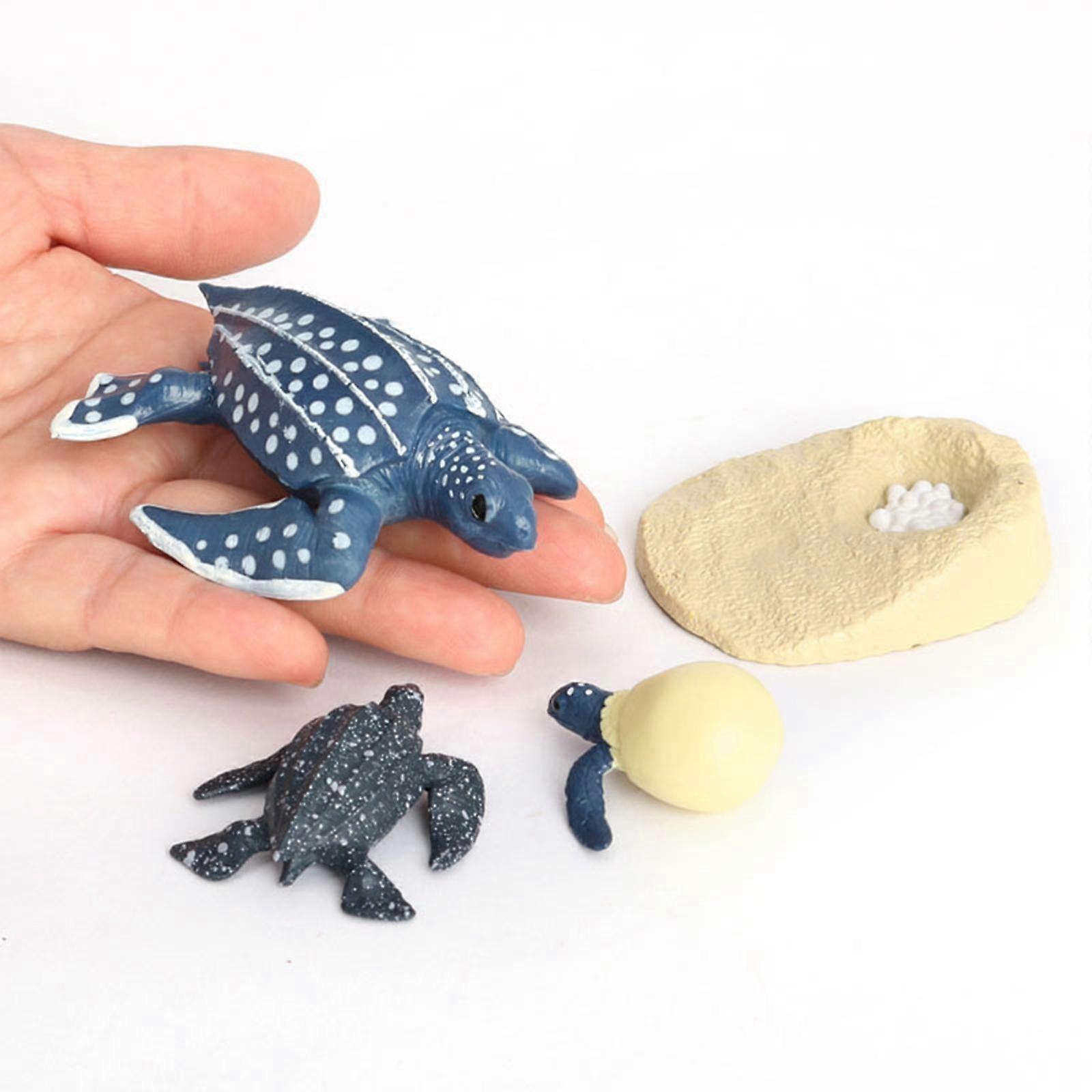 Turtle Life Cycle, Leatherback Turtle Growth Model, Classroom Accessories, Teaching Aids, Ages 5+