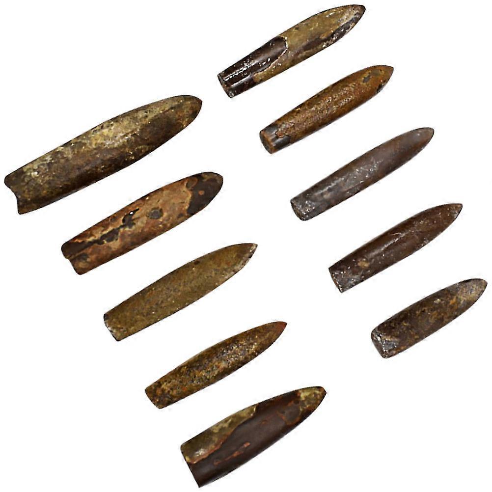 Assorted Color Belemnite Specimen for Educational Use 10Pcs