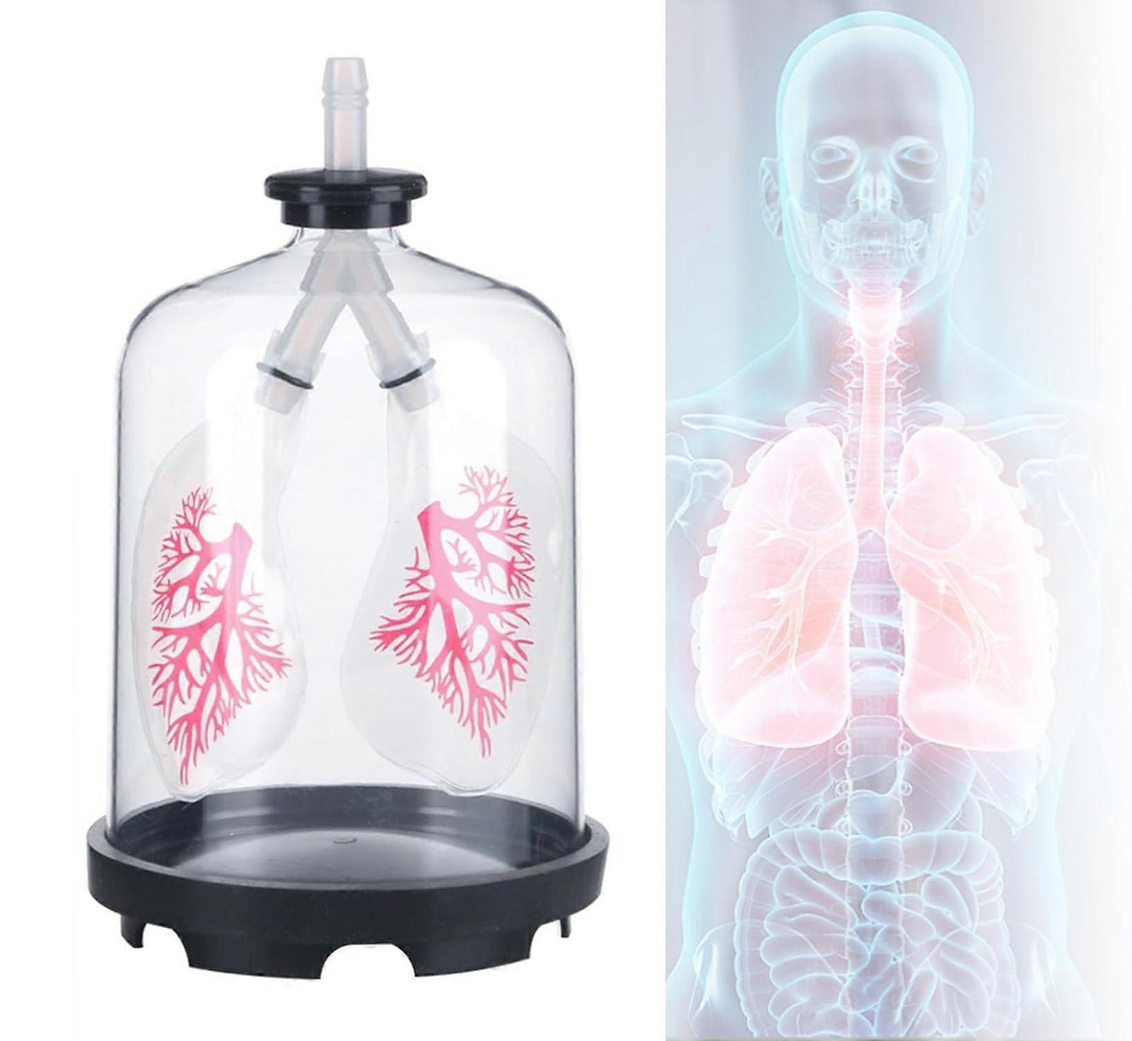 Lung Breathing Model with Clear Lung Visualization, Diaphragm Movement Simulator for Classroom and Biology Education