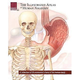 Die illustrierte Atlas der menschlichen Anatomie: eine Sammlung von 25 anatomische Charts des menschlichen Körpers