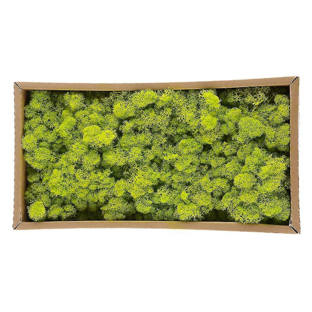 Mousse décorative préservée Mousse naturelle préservée durable pour la décoration intérieure et la fabrication de modèles