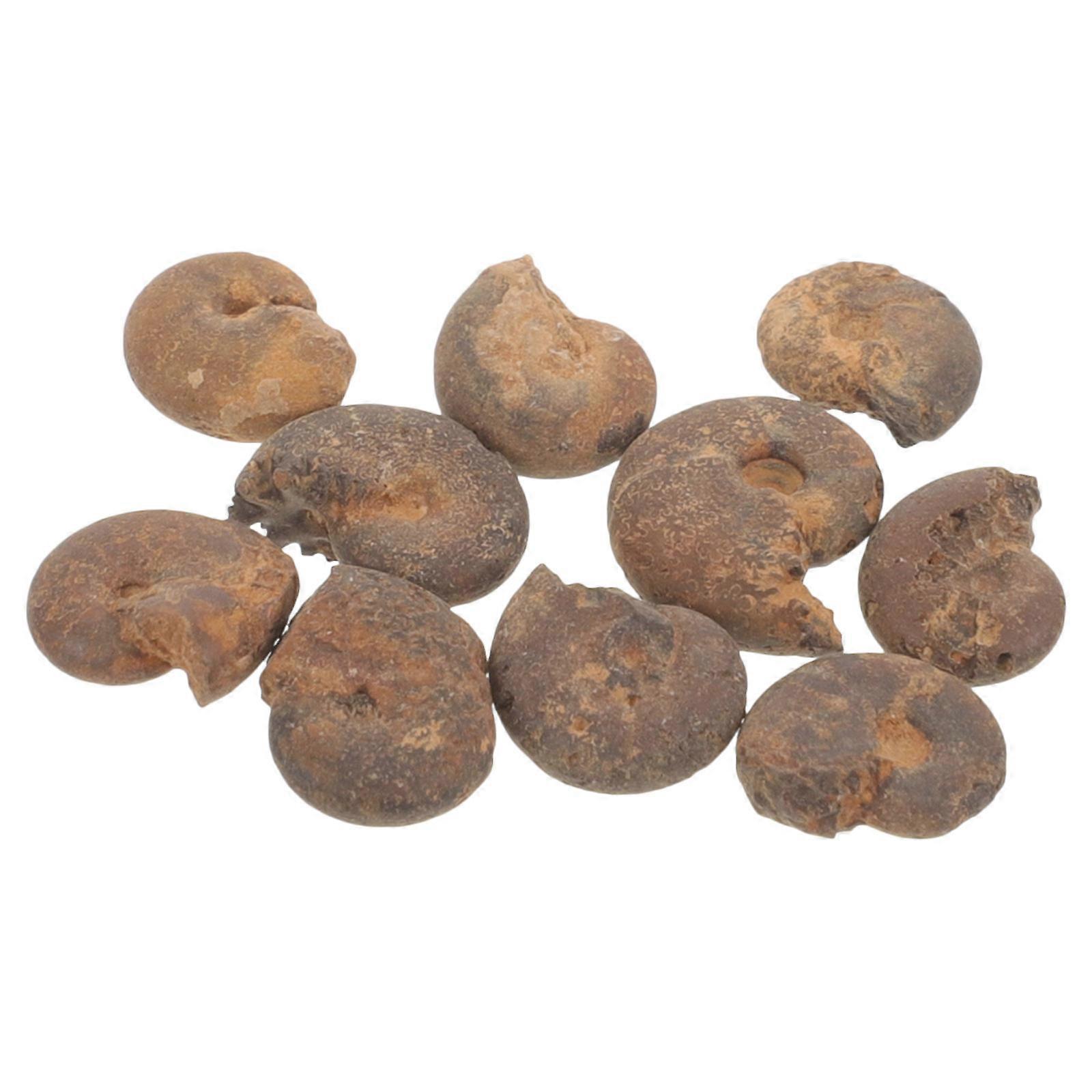 Natural Brown Ammonite Educational Model for Teaching 30Pcs Ornament