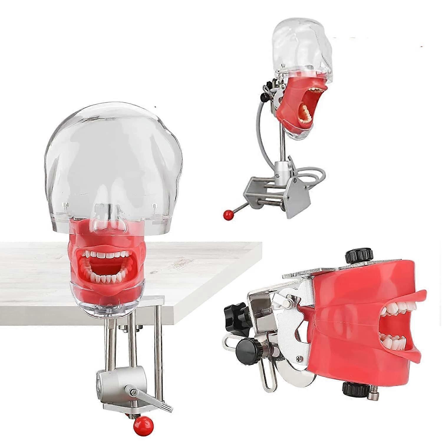 Dental Phantom Head 1:1 Training Model with Replaceable Teeth and Adjustable Position for Dental School