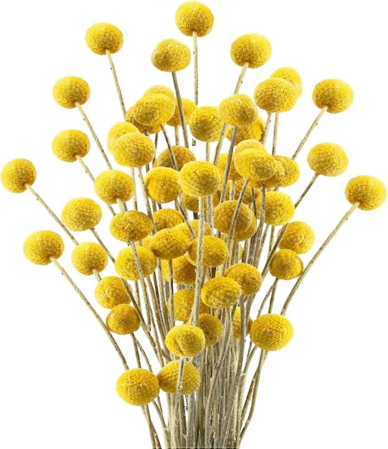 40 adet Doğal Kuru Çiçekler Sarı Craspedia Billy Topları Kurutulmuş Çiçekler Boho Çiçekler Şükran Günü Ev Mutfak Masası için Kurutulmuş Çiçek Aranjmanları Wedd